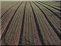 SP1752 : Nice straight rows by David P Howard