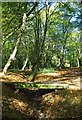 Footbridge in Chigwell Row Wood