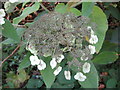 Hydrangea Corner, Hidcote Manor Gardens.