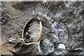 SK7605 : Fossil Brachipods in Tilton Railway Cutting by Ashley Dace