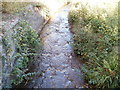 A small stream (Nant Ffrwd-oer), Pontnewynydd