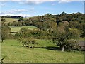 Apple trees, Treymill