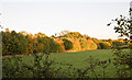 Hedgerow from footpath