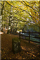 Ryburn Reservoir woods