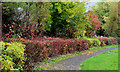 Autumn hedge, Lambeg