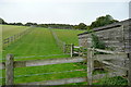 Paddock near Ewelme