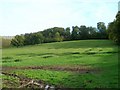 Lynch Coppice near Draycott