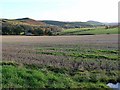 Field above the Oxnam valley