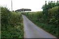 Narrow Road to Lynton