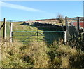 Visitors not welcome in moorland field, Blaenavon