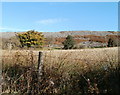 Moorland, Upper Coedcae, Blaenavon