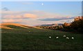 Grazing at Buchanan Smithy.