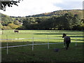 Equine scene in the Avill valley