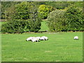 Sheep near Wensley