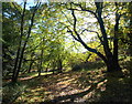 Bridleway, Oak Coppices