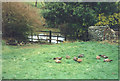 Ducks by the pond at Lewdon Farm