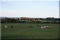 Cows in the pasture