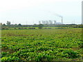 Field beet at Gate Burton