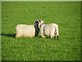 Longwool sheep, Westfield Farm