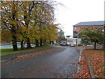 H4672 : Fallen leaves, Tyrone County Hospital Grounds by Kenneth  Allen