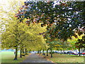 An avenue of autumn colour on the edge of Faversham Recreation Ground