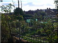 Allotments near the Thames at Kew