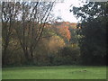 Autumn colour in Ludwell Park