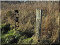 Fence posts, Johnshaven