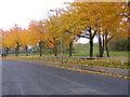 Arnhem Road Trees