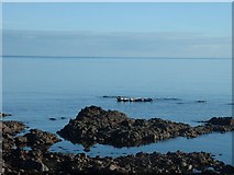 NR6807 : Seals in Dunaverty Bay by Barry Boxer