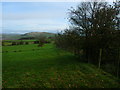 Field and hedge near Carleton