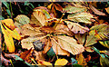 Autumn leaves, Downpatrick (2)