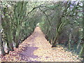 A carpet of golden leaves, Thorpe Wood, Peterborough