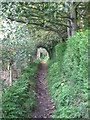 Footpath tree tunnel