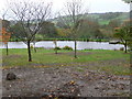 Pond at Plas Iwrwg