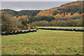 NM9024 : Bales ready for winter at Dalnacabaig by Steven Brown