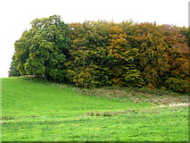 H3905 : Fine trees on the Farnham estate by D Gore