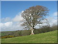 Colfen unig / Solitary tree, Llangyndeyrn