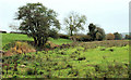 Fields, Ballyskeagh near Dunmurry (2)