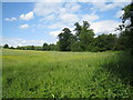 Grassland east of Thatcham