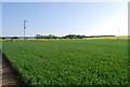 Wheat near Hoo St Werburgh