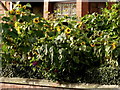 Sunflowers on Acomb Street in Moss Side, Manchester