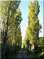 Poplar lined drive