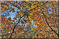 Oak leaves in Budby Forest