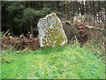 NS0955 : Standing stone by rod collier