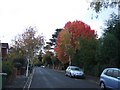 Autumn colour in Matford Avenue