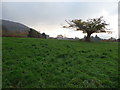 Small oak tree below the Rholben