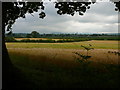 Wheat field near Brownlow with view towards Astbury Church