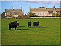 Black cattle, Whalton