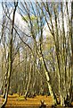 Hornbeams in Wall Wood